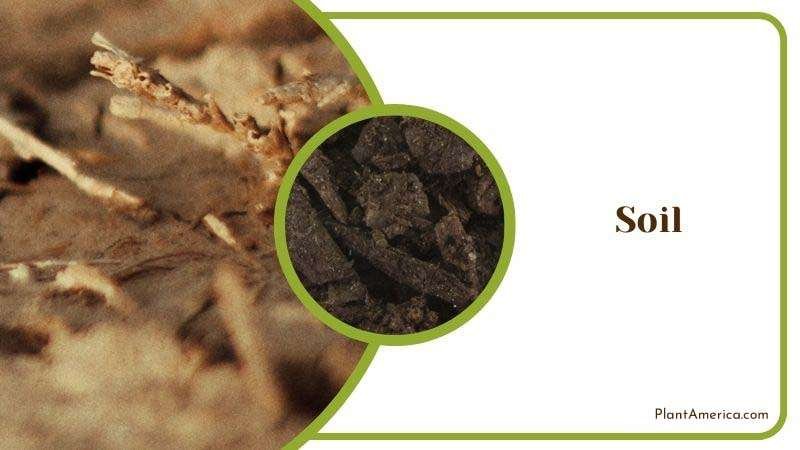 Muhamed Focus on details Image Soil