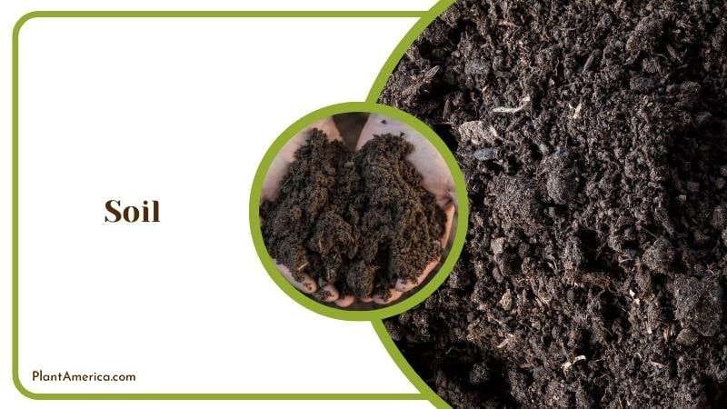 Proper Soil for Philodendron Plants Plant America