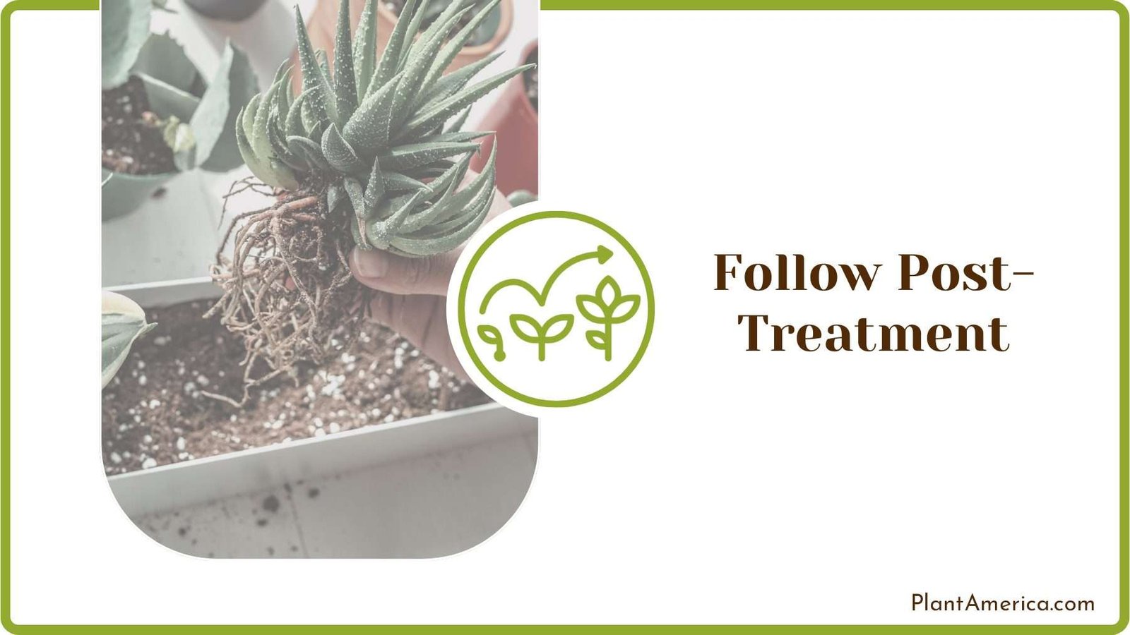 Proper Succulent Care Plant America