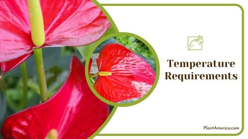 Content Images List Post Admirable Fireburst Anthurium for Ind Content Images List Post Admirable Fireburst Anthurium for Ind