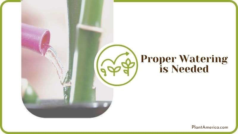 Proper Watering for Bamboo Plants Plantamerica