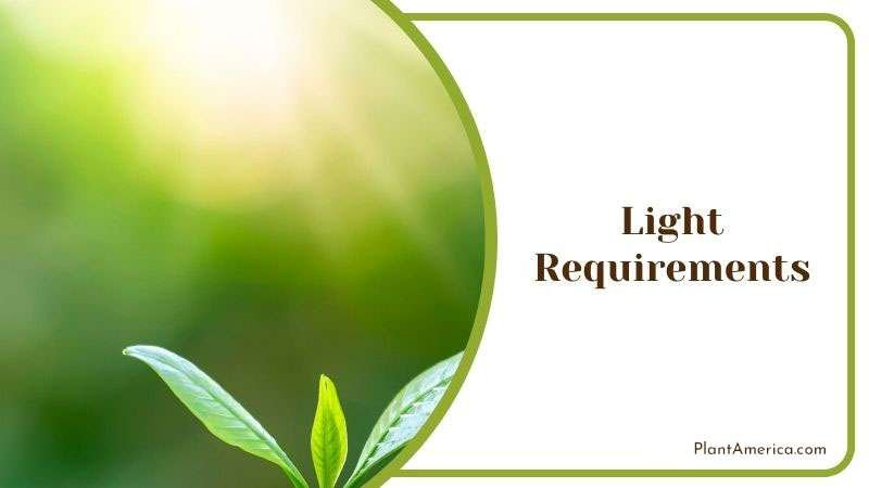 Properly Lighting Begonia Plant ~ PlantAmerica