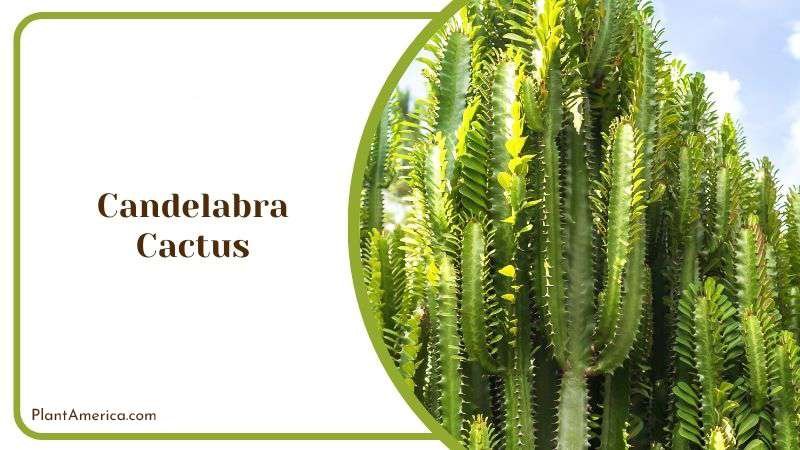 Pros and Cons of Candelabra Cactus Plant America Pros and Cons of Candelabra Cactus Plant America