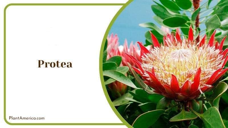 Protea Cynaroides