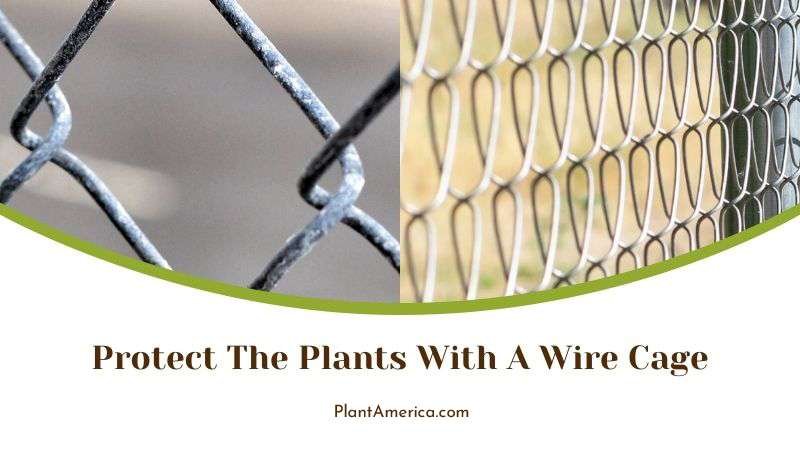 Protect the Plants With a Wire Cage Plant America