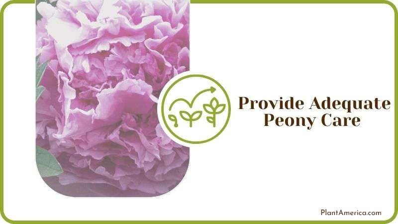 Provide Adequate Peony Care Plant America