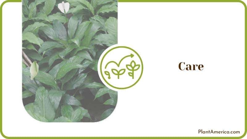 Provide Proper Care Plant America