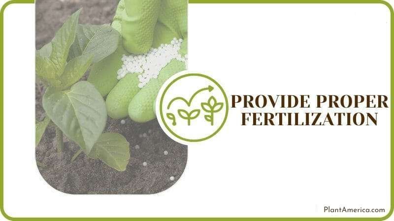Provide Proper Fertilization Plant America