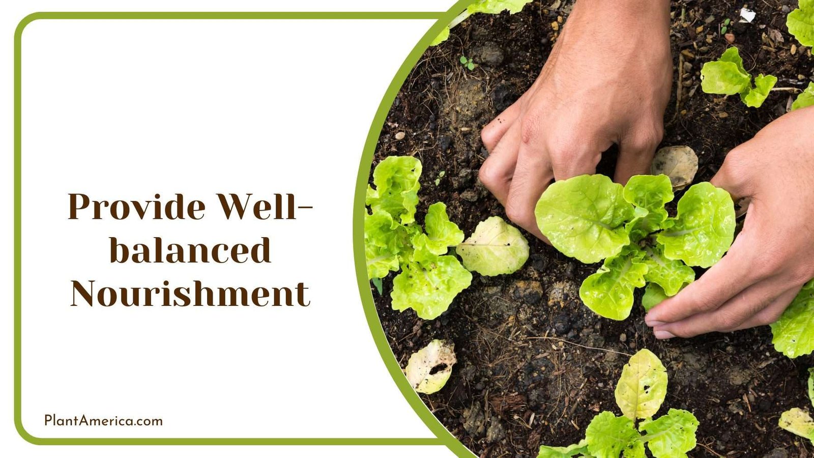 Provide Well balanced Nourishment Plant America