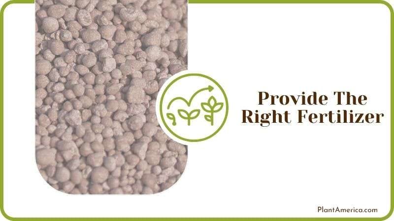 Provide the Right Fertilizer Plantamerica