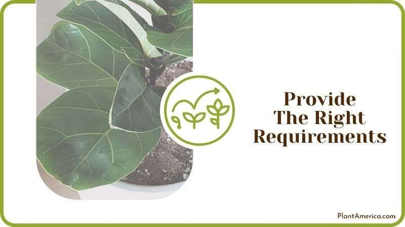 Provide the Right Requirements Plant America