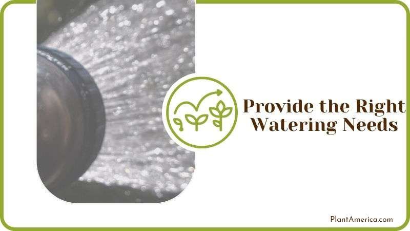 Provide the Right Watering Needs Plant America Provide the Right Watering Needs Plant America