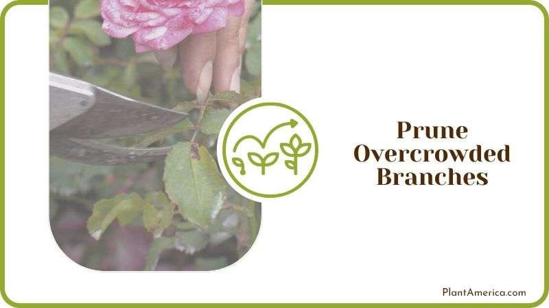 Prune Overcrowded Branches Plant America