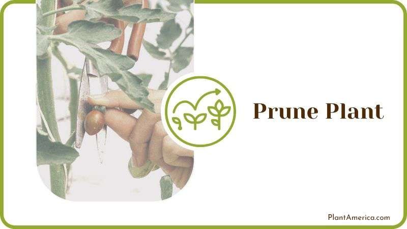Prune Plant Plant America
