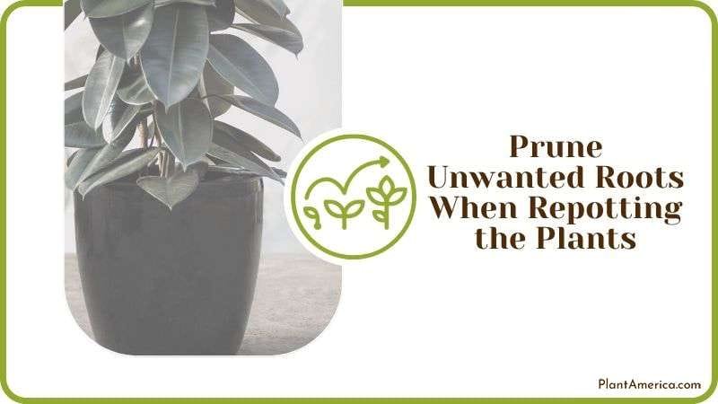 Prune Unwanted Roots When Repotting Rubber Plants Plant America Prune Unwanted Roots When Repotting Rubber Plants Plant America