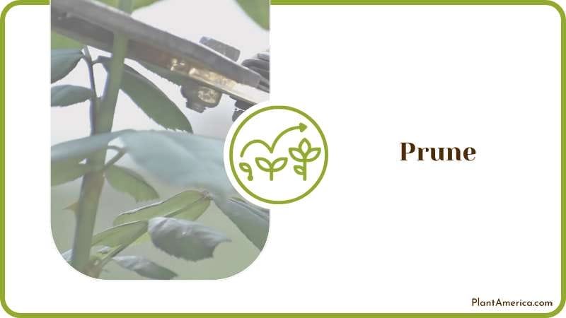 Prune the Affected Parts Plant America