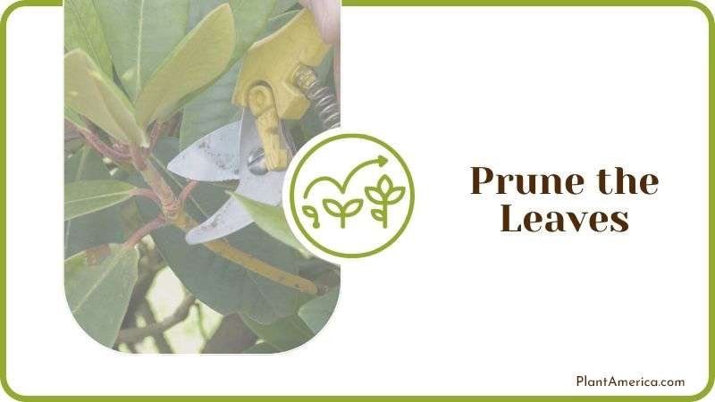 Prune the Leaves Plant America