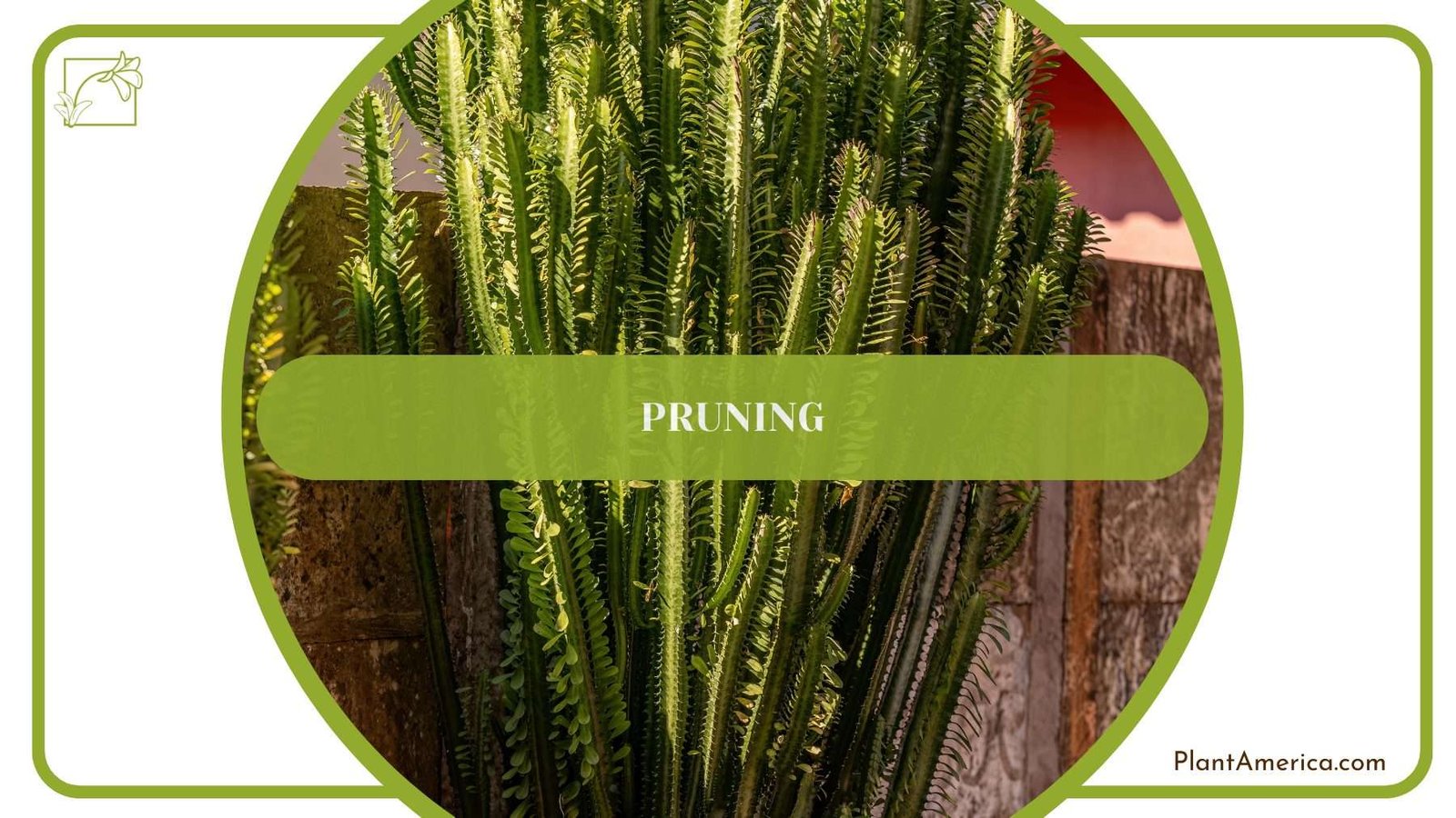Pruning African Milk Tree PlantAmerica
