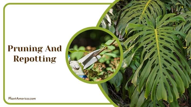 Pruning And Repotting Plant America