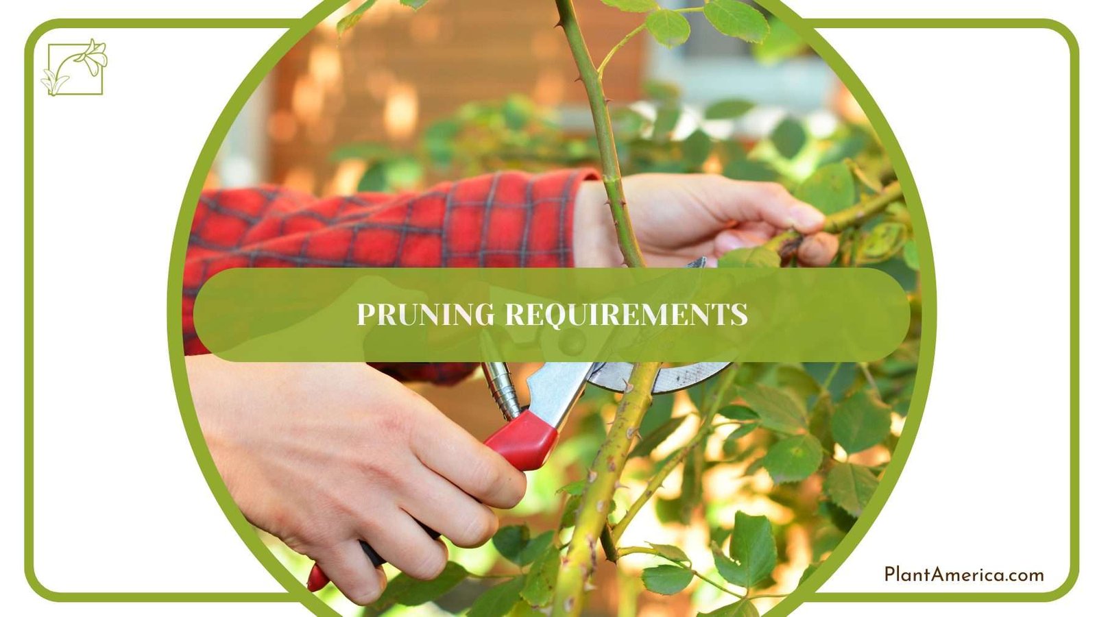 Pruning Caladium Frog PlantAmerica Pruning Caladium Frog PlantAmerica