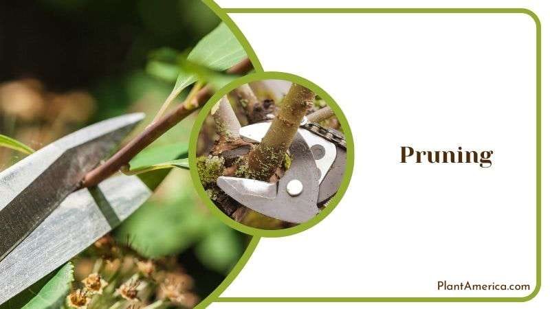 Pruning Care for Philodendron Plant America