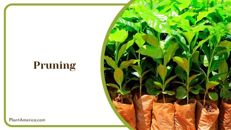 Pruning Coffee Plants on Spring Plant America Pruning Coffee Plants on Spring Plant America
