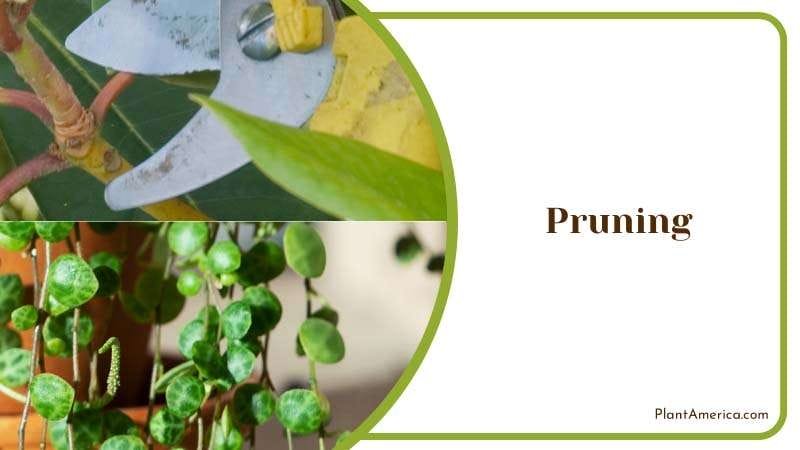 Pruning Control the Growth of Peperomia Plant PlantAmerica