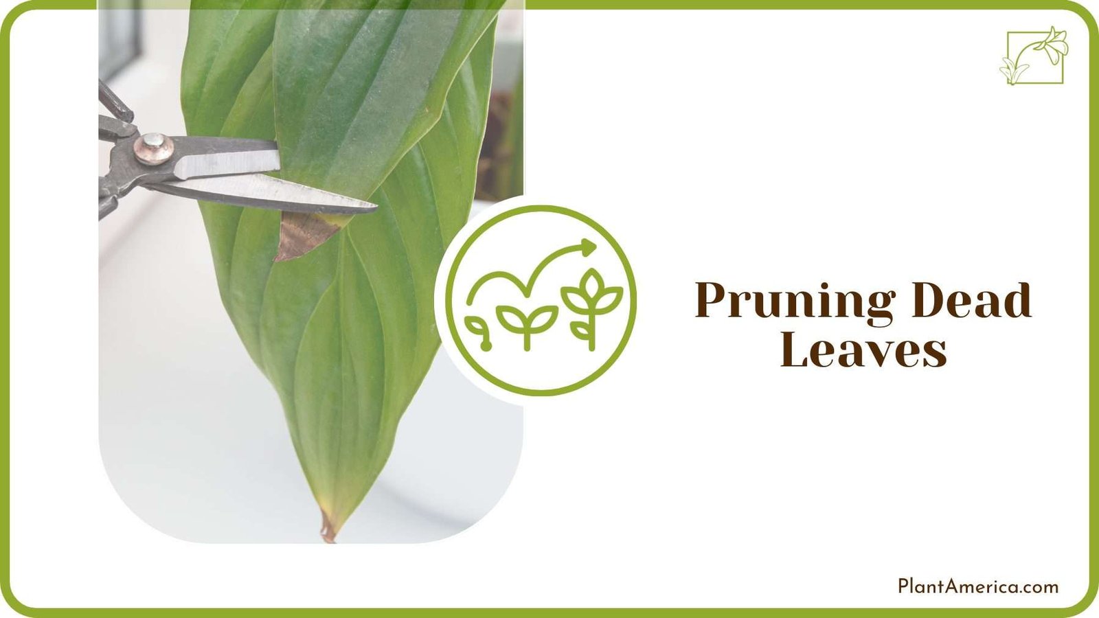 Pruning Dead Leaves PlantAmerica