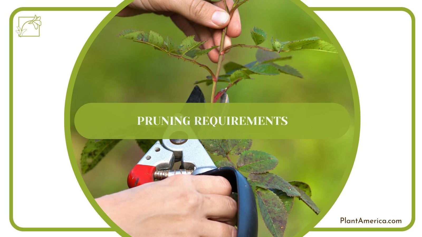 Pruning Dieffenbachia Plants PlantAmerica Pruning Dieffenbachia Plants PlantAmerica