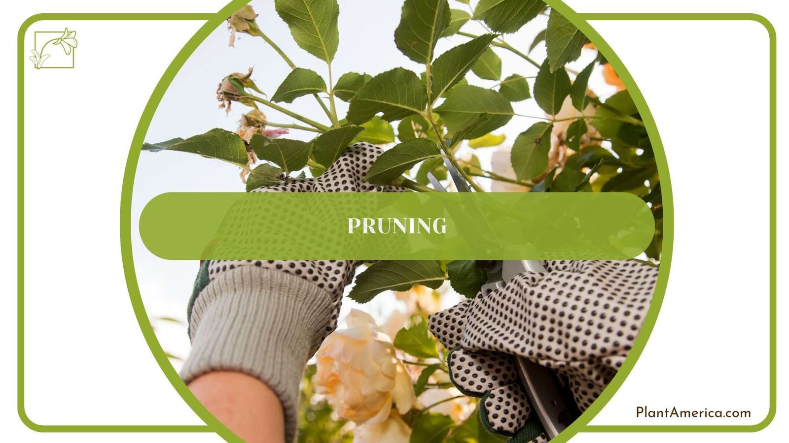 Pruning Elastica Tineke PlantAmerica Pruning Elastica Tineke PlantAmerica