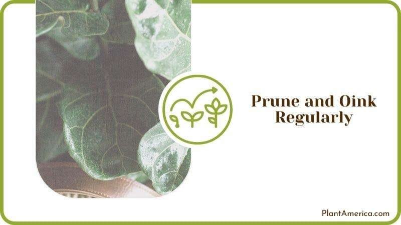 Pruning Fiddle Leaf Fig Plant America