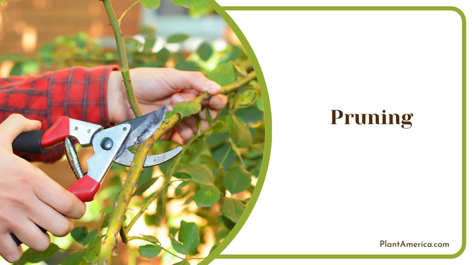 Pruning Futura Superba Plant America