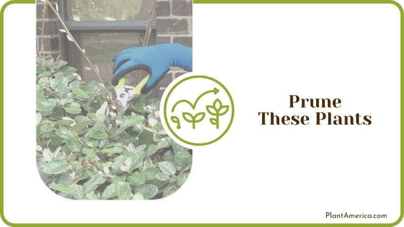 Pruning Leggy Plants Plant America