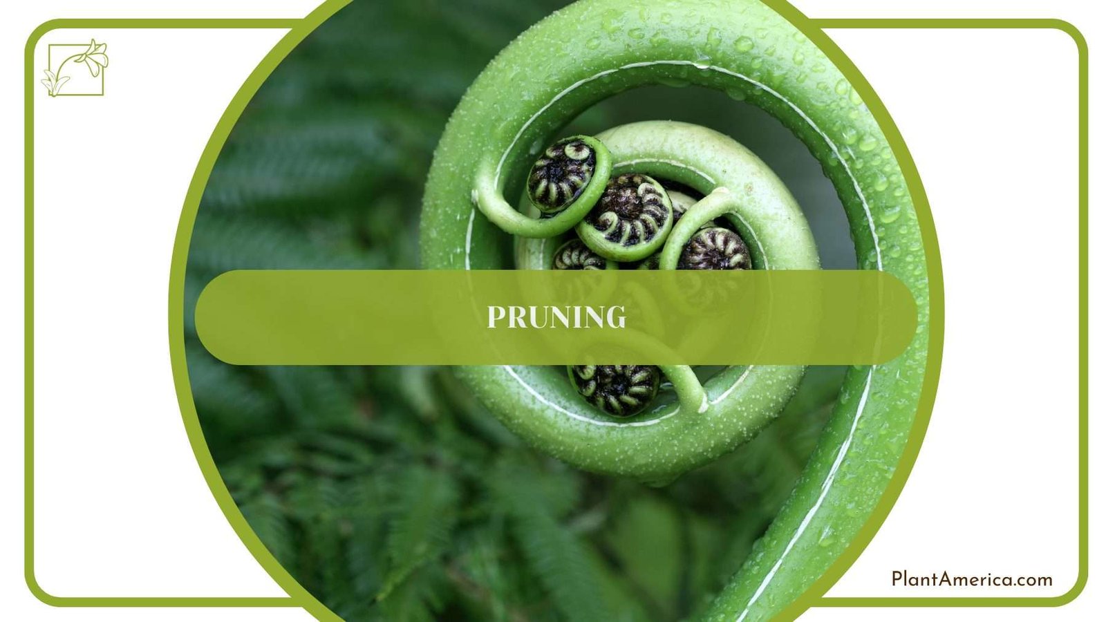 Pruning Macho Fern PlantAmerica