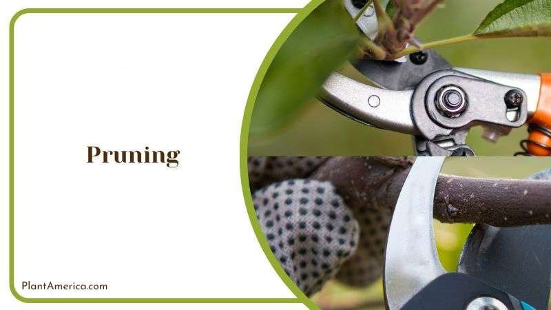 Pruning Method of Deltoides Plant Plant America Pruning Method of Deltoides Plant Plant America