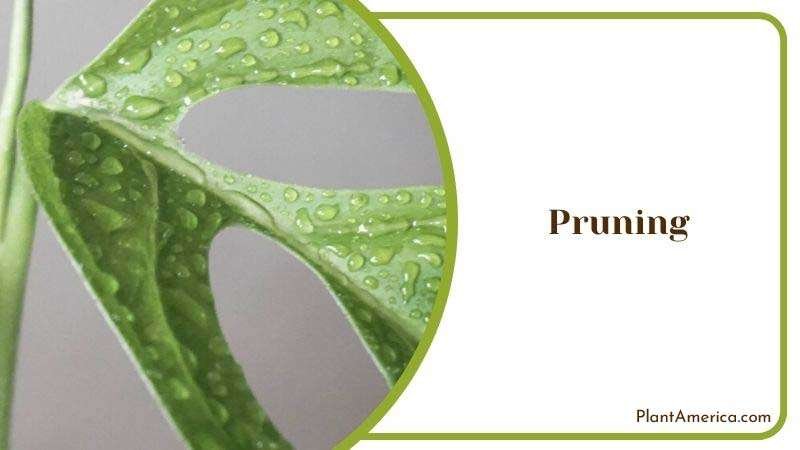 Humayun Content Image List Pruning Monstera Adansonii