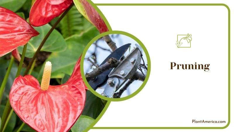 Content Images List Post Admirable Fireburst Anthurium for Ind Content Images List Post Admirable Fireburst Anthurium for Ind