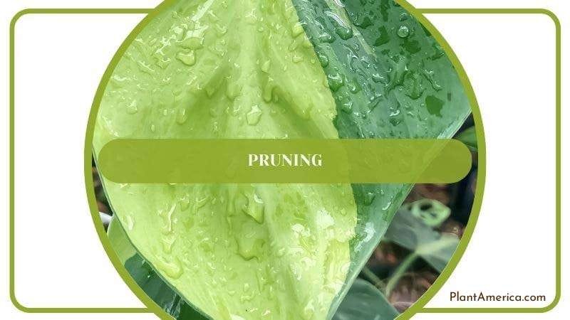 Pruning Philodendron Silver Stripe PlantAmerica Pruning Philodendron Silver Stripe PlantAmerica