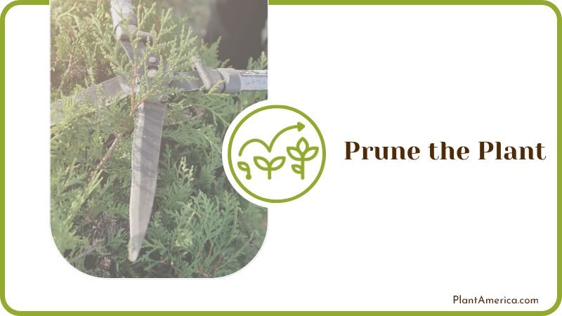 Pruning Plants for Growth Plant America