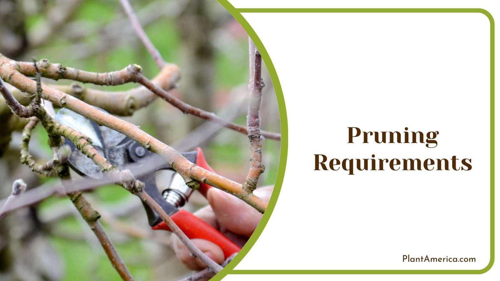 Pruning Process Of A Tree Plant America