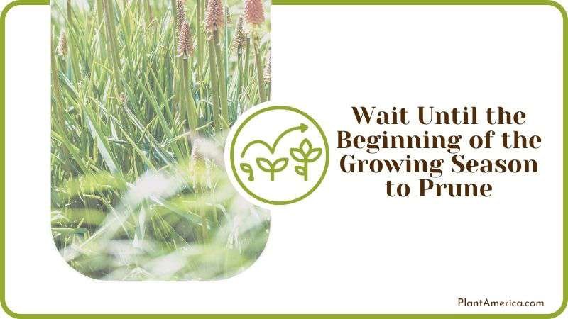 Pruning Red Hot Poker Plants Plant America