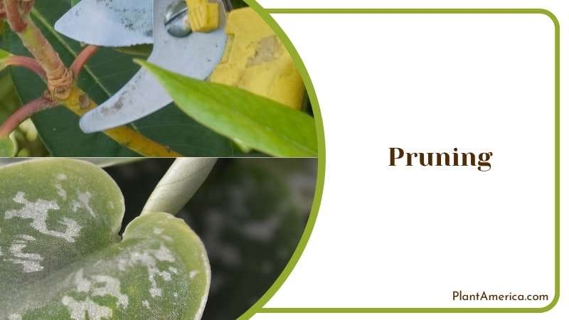 Pruning Silver Pothos Plant America 1