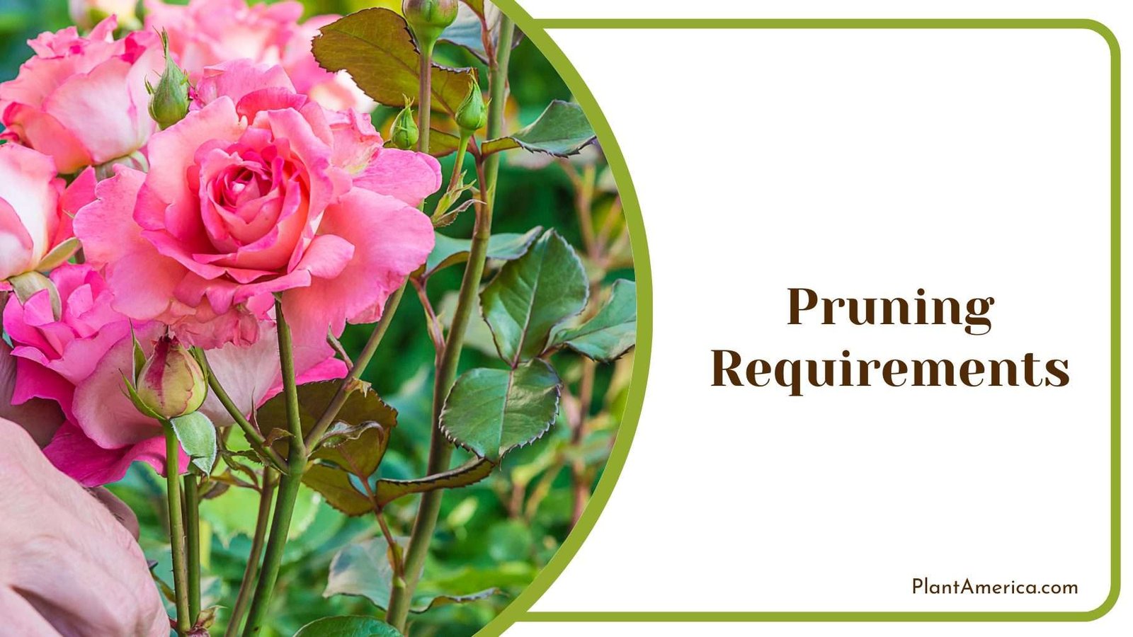 Pruning The Rose Plant America
