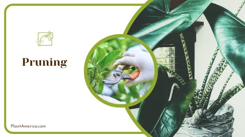 Pruning To Alocasia Lauterbachiana ~ PlantAmerica Pruning To Alocasia Lauterbachiana ~ PlantAmerica