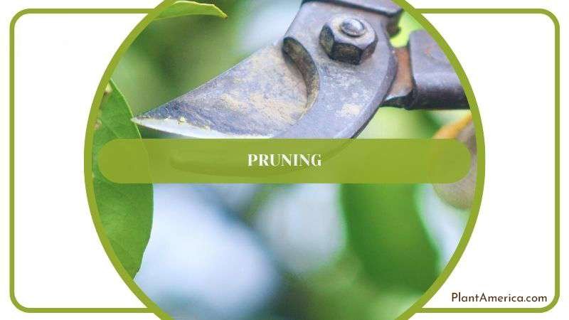 Pruning Tractor Seat Plant Plant America