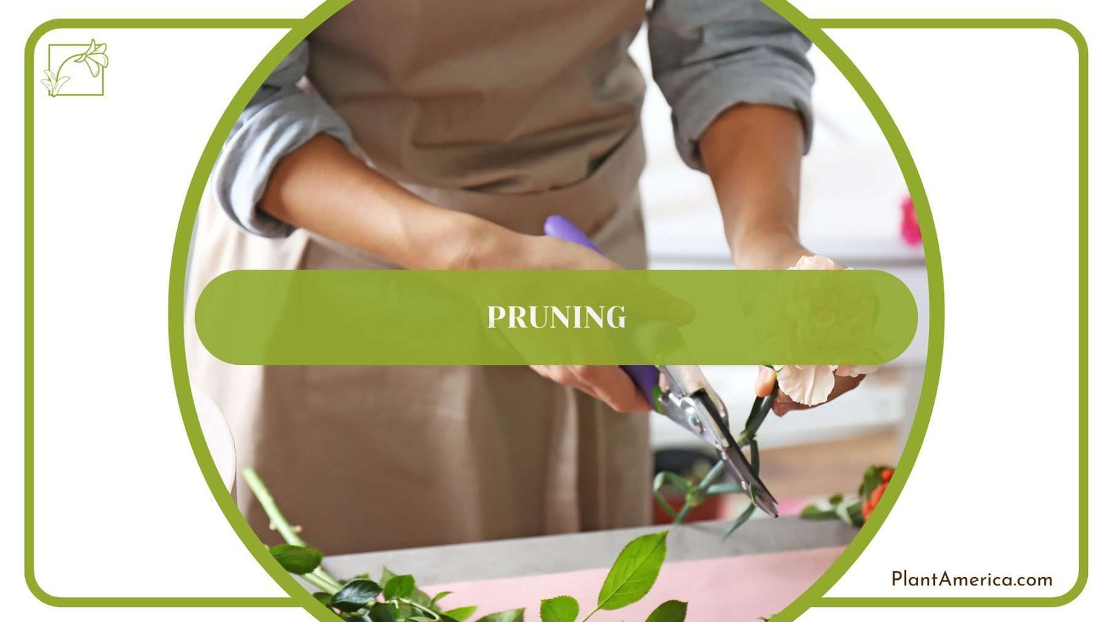 Pruning Tricolor Plants PlantAmerica Pruning Tricolor Plants PlantAmerica