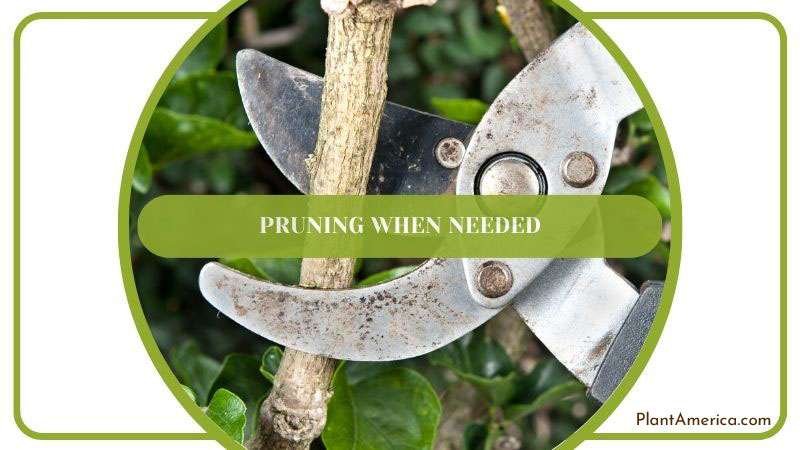 Pruning When Needed ~ PlantAmerica