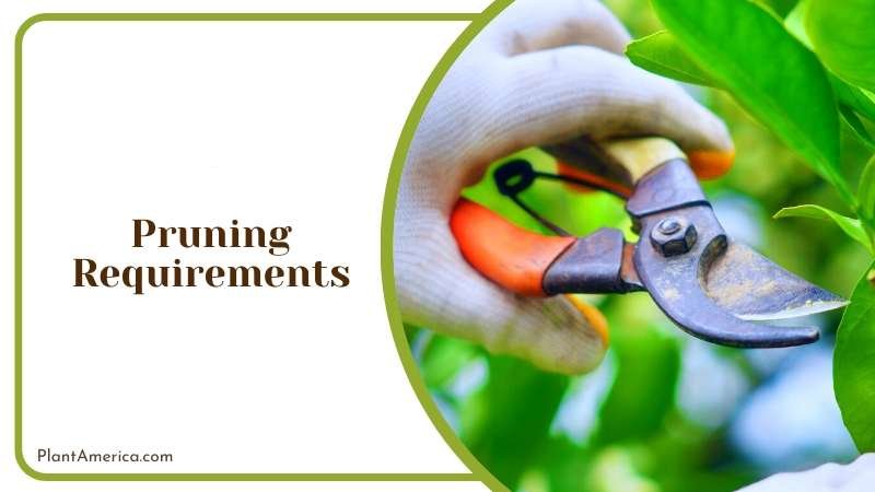 Pruning for Optimal Plant Growth Plant America Pruning for Optimal Plant Growth Plant America