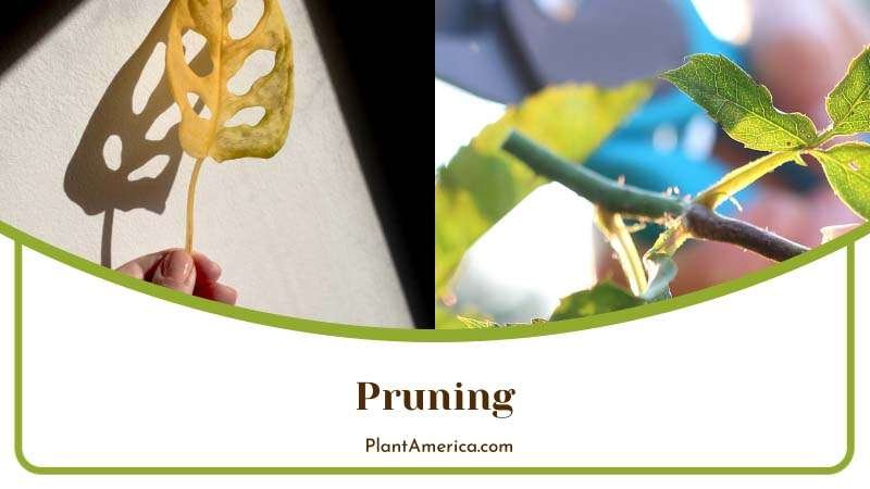Content Image Plant Profile Sujon Pruning of Monstera Adansoni