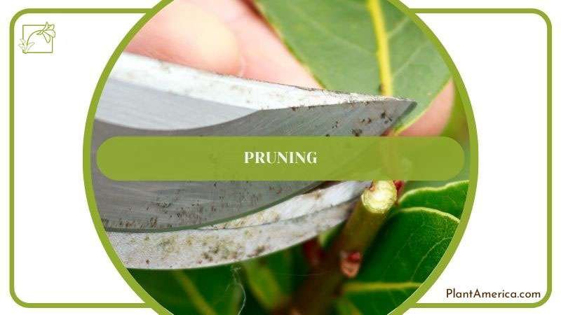 Pruning of Pallidiflorum Plant ~ PlantAmerica